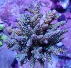 画像1: No.46 フィジー産 ハイマツミドリイシ (1)