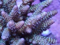 画像2: No.46 フィジー産 ハイマツミドリイシ (2)