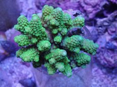 画像1: No.47 フィジー産 ツツユビミドリイシ (1)