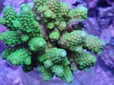 画像2: No.47 フィジー産 ツツユビミドリイシ (2)