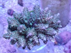 画像1: No.48 フィジー産 浅場ミドリイシ (1)