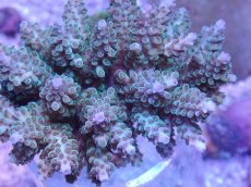 画像2: No.48 フィジー産 浅場ミドリイシ (2)