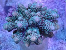 画像1: No.49 フィジー産 ツツユビミドリイシ (1)