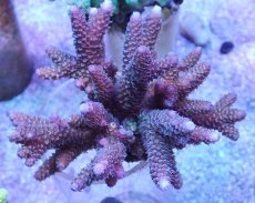 画像1: No.50 フィジー産 スギノキミドリイシ (1)