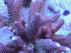 画像2: No.50 フィジー産 スギノキミドリイシ (2)