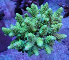 画像1: No.51 フィジー産 ツツユビミドリイシ (1)