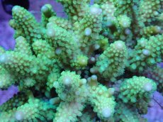 画像2: No.51 フィジー産 ツツユビミドリイシ (2)