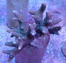 画像1: No.52 フィジー産 スギノキミドリイシ (1)