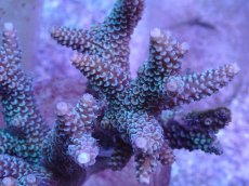 画像2: No.52 フィジー産 スギノキミドリイシ (2)