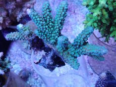 画像1: No.53 フィジー産 スギノキミドリイシ (1)