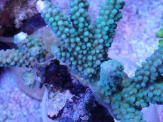 画像2: No.53 フィジー産 スギノキミドリイシ (2)