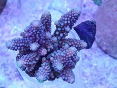 画像1: No.54 フィジー産 ツツユビミドリイシ (1)