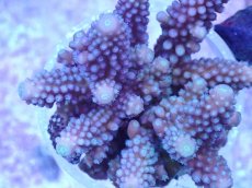 画像2: No.54 フィジー産 ツツユビミドリイシ (2)