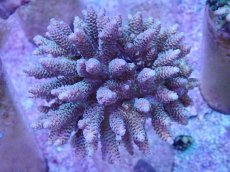 画像1: No.55 フィジー産 ハイマツミドリイシ (1)