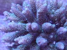 画像2: No.55 フィジー産 ハイマツミドリイシ (2)