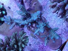 画像1: No.56 フィジー産 スギノキミドリイシ (1)