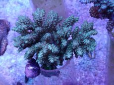 画像1: No.57 フィジー産 浅場ミドリイシ (1)