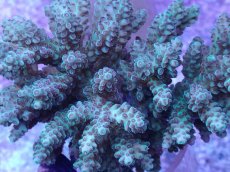 画像2: No.57 フィジー産 浅場ミドリイシ (2)