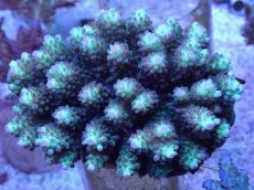 画像1: No.58 フィジー産 浅場ミドリイシ (1)