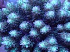 画像2: No.58 フィジー産 浅場ミドリイシ (2)