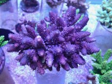 画像1: No.59 フィジー産 ツツユビミドリイシ　パープル (1)