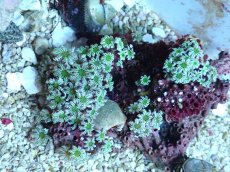 画像1: No.60 フィジー産 クダサンゴ　グリーン (1)