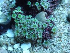 画像2: No.60 フィジー産 クダサンゴ　グリーン (2)