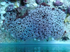 画像1: No.61 フィジー産 クダサンゴ　ブラックコア (1)