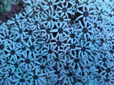 画像2: No.61 フィジー産 クダサンゴ　ブラックコア (2)