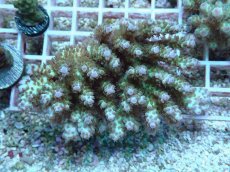 画像1: No.62 浅場ミドリイシ (1)