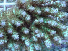 画像2: No.62 浅場ミドリイシ (2)