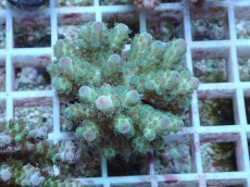 画像1: No.63 フィジー産 カドエダミドリイシ (1)