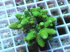 画像1: No.64 フィジー産 ツツユビミドリイシ (1)