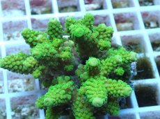 画像2: No.64 フィジー産 ツツユビミドリイシ (2)