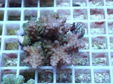 画像1: No.65 フィジー産 浅場ミドリイシ (1)