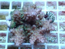 画像2: No.65 フィジー産 浅場ミドリイシ (2)