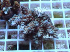 画像1: No.66 フィジー産 スギノキミドリイシ (1)