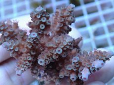 画像2: No.66 フィジー産 スギノキミドリイシ (2)