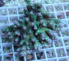 画像1: No.67 浅場ミドリイシ (1)