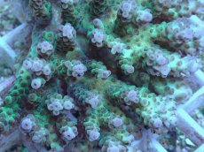 画像2: No.67 浅場ミドリイシ (2)