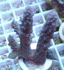 画像1: No.68 オーストラリア産 浅場ミドリイシ (1)