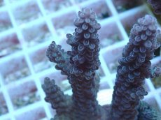 画像2: No.68 オーストラリア産 浅場ミドリイシ (2)