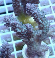 画像1: No.69 オーストラリア産 浅場ミドリイシ (1)