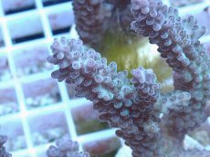 画像2: No.69 オーストラリア産 浅場ミドリイシ (2)