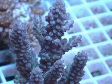 画像2: No.70 オーストラリア産 浅場ミドリイシ (2)