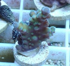 画像1: No.71 オーストラリア産 浅場ミドリイシ (1)