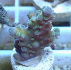 画像2: No.71 オーストラリア産 浅場ミドリイシ (2)