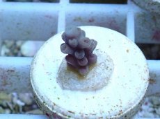 画像1: No.72 ウスエダミドリイシ (1)