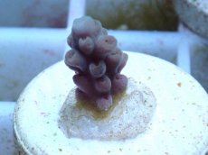 画像2: No.72 ウスエダミドリイシ (2)