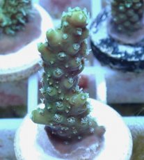 画像1: No.73 オーストラリア産 ヘアリーモンスター (1)